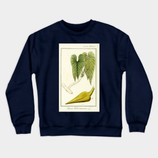 Mature Heartleaf Philodendron - Philodendron hederaceum - Botanical Illustration Crewneck Sweatshirt